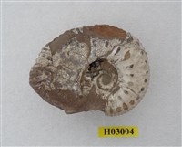 藏品(刺碟菊石)的圖片